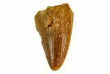 Unusual Crocodylomorph Tooth - Morocco #144673-1